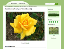 Webdesign Okrasné dřeviny